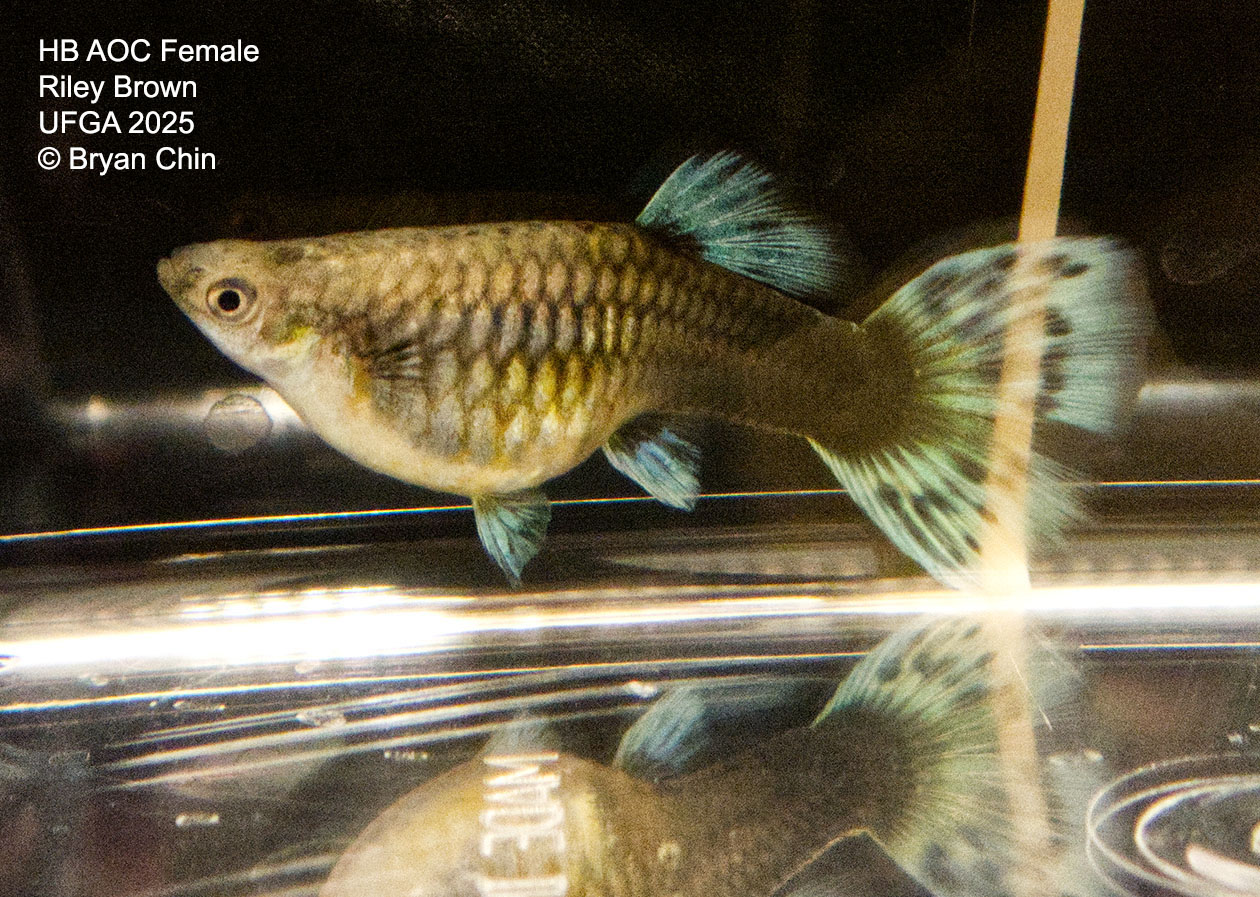 Guppy Female   HB Variegated